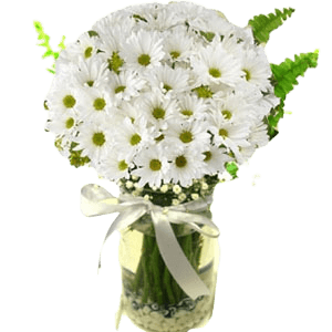 Vazoda Beyaz Krizantem