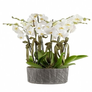 Dekoratif Beyaz Orkide