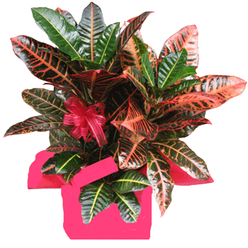 Kraton Petra Bitkisi