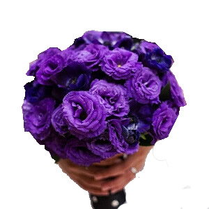 Mor Lisyantus Gelin Çiçeği