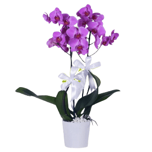 Mor Orkide