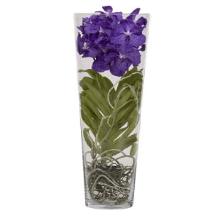Vando Mor Orkide Çiçeği
